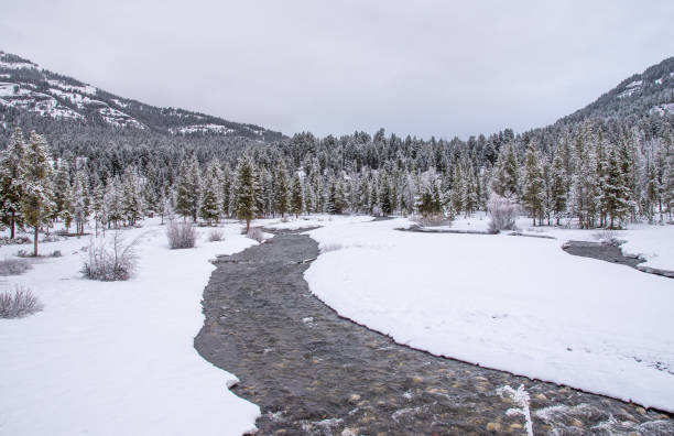 istock Scenes near Pebble Creek campground Yellowstone 1132403123
