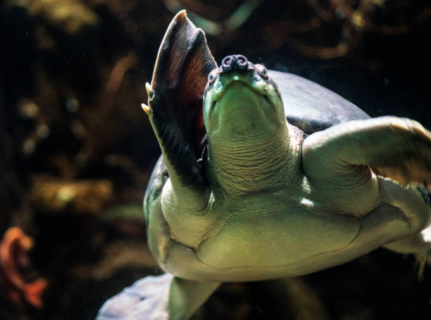 istock closeup underwater swimming fly river turtle 1132403283