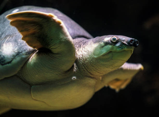 istock closeup underwater swimming fly river turtle 1132403335