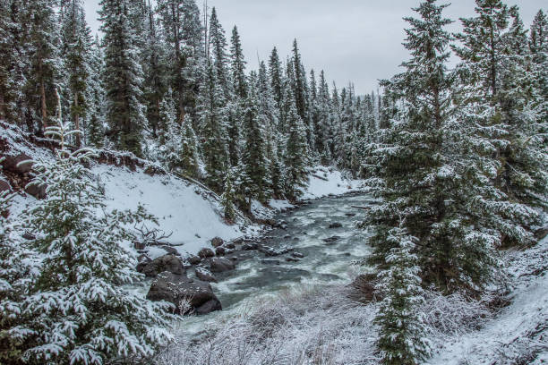 istock Scenes near Pebble Creek campground Yellowstone 1132403534