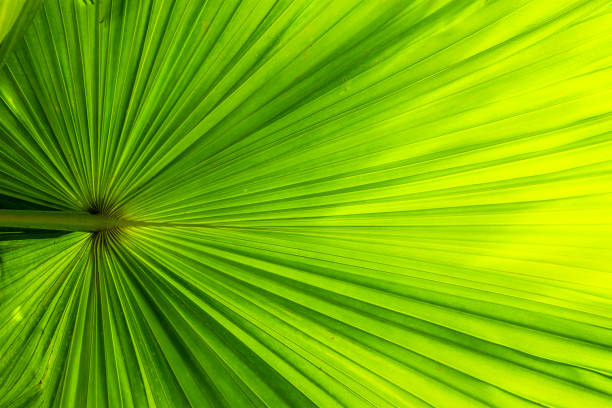 Macro detail of green leaf texture. Close up beautiful leaves pattern.Can use for natural background concept.