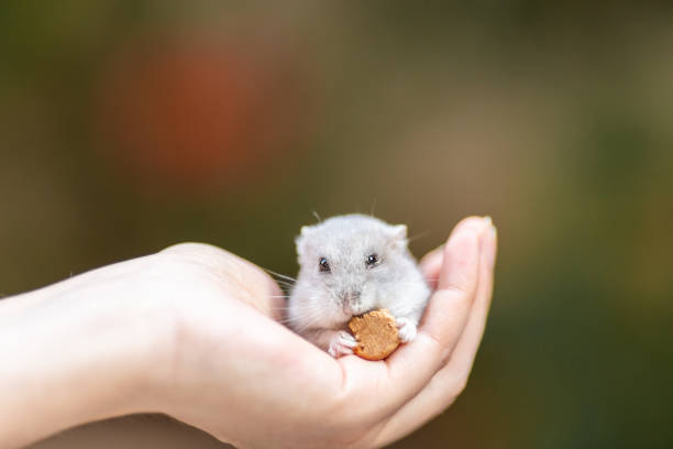 istock A small and adorable hamster on hands 1132404828