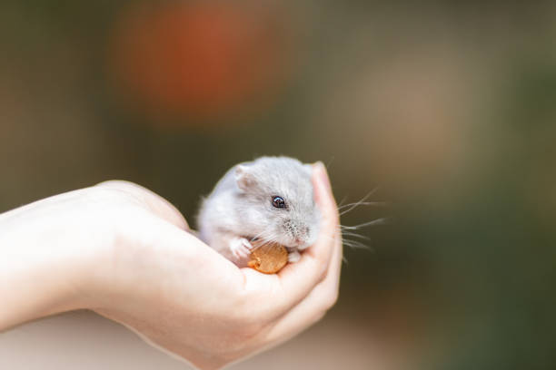 istock A small and adorable hamster on hands 1132404888
