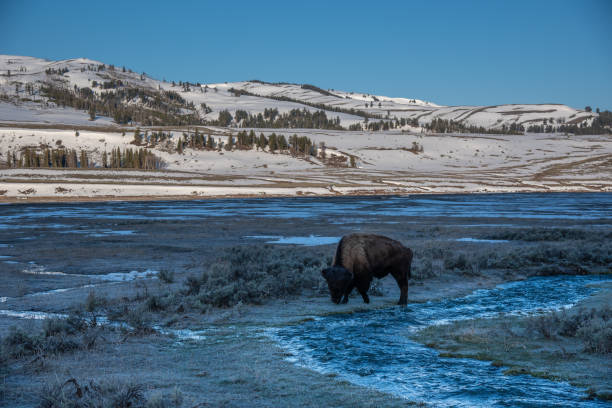 istock Bison grazing in Yellowstone in early morning light 1132405085