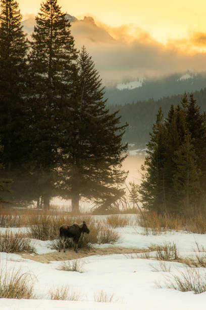 istock Lone moose in serene early morning setting 1132407139