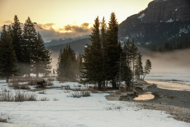 istock Lone moose in serene early morning setting 1132407803