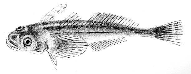 Star-gazer fish engraving 1842 Zoology of New York, or the New York fauna, De Kay, James E. (James Ellsworth), 1842 stargazer fish stock illustrations