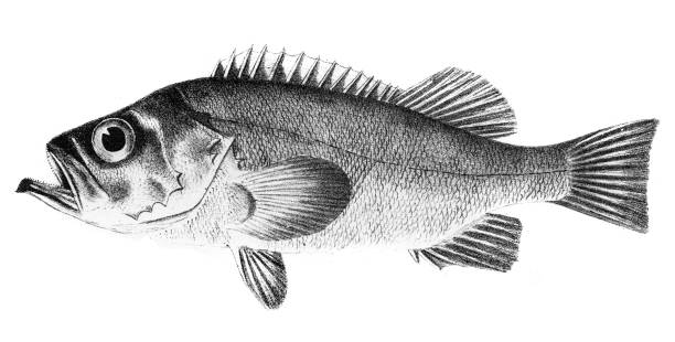 ilustraciones, imágenes clip art, dibujos animados e iconos de stock de northern sebastes fish grabado 1842 - rockfish