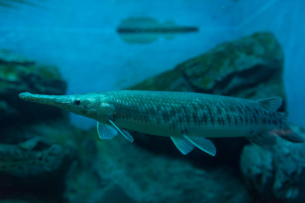 istock Alligator gar fish in aquarium. 1132409730