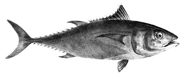 illustrazioni stock, clip art, cartoni animati e icone di tendenza di incisione sul tonno del 1842 - tuna