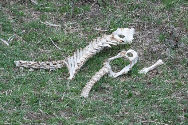 istock Animal skeleton left by wolves and coyotes 1132409812