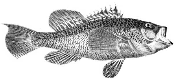 ilustrações, clipart, desenhos animados e ícones de black bass fish gravura 1842 - black bass illustrations