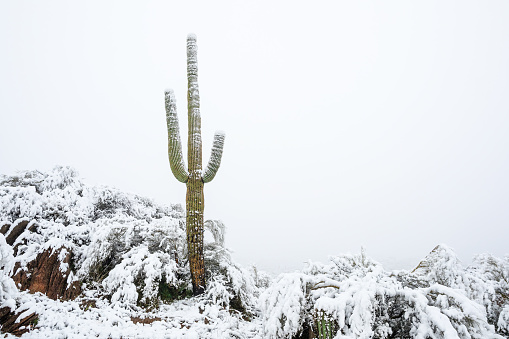 Saguaro cactus in snow in the desert near Phoenix, Arizona.