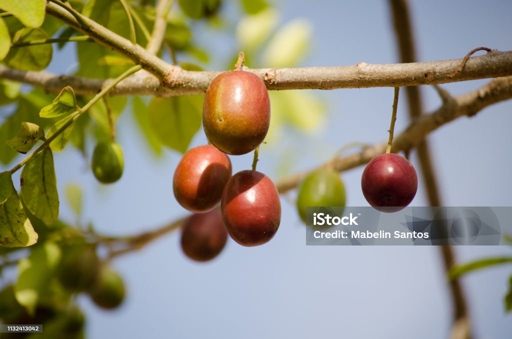 Jocotes En El Árbol Foto de stock y más banco de imágenes de jocote
