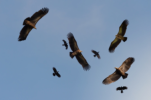 Flock of Himalayan griffon soaring  with fully wingspan while crows chasing in  blue sky  over klong kata dam phuket.