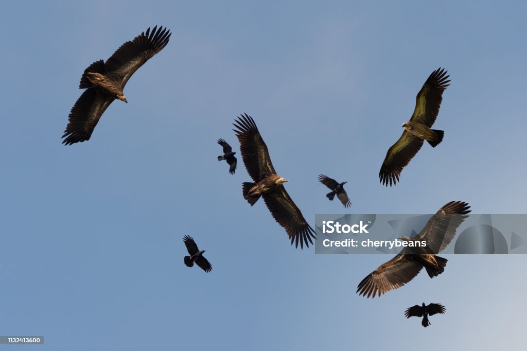Four huge vulture in flight,low angle view. Flock of Himalayan griffon soaring  with fully wingspan while crows chasing in  blue sky  over klong kata dam phuket. Vulture Stock Photo