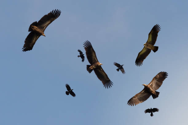 Four huge vulture in flight,low angle view. Flock of Himalayan griffon soaring  with fully wingspan while crows chasing in  blue sky  over klong kata dam phuket. vulture photos stock pictures, royalty-free photos & images