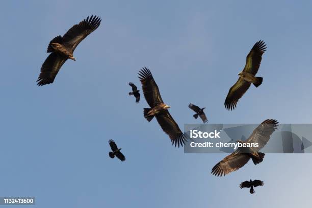 Four Huge Vulture In Flightlow Angle View Stock Photo - Download Image Now - Vulture, Flying, Sky