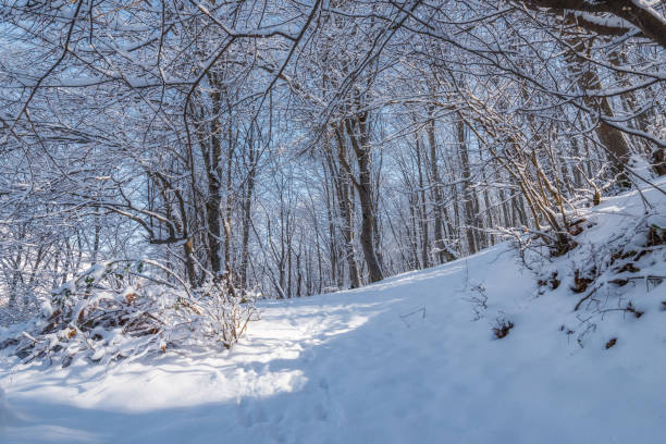 istock Landscape of a beautiful snow covered winter forest 1132413807