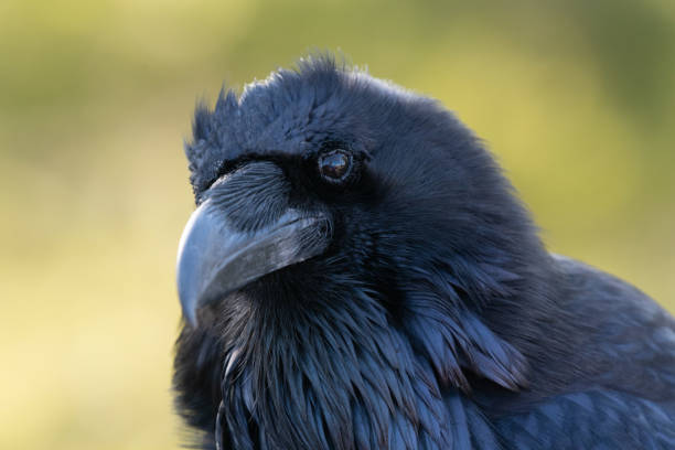 istock Raven extreme close-up Yellowstone 1132414021