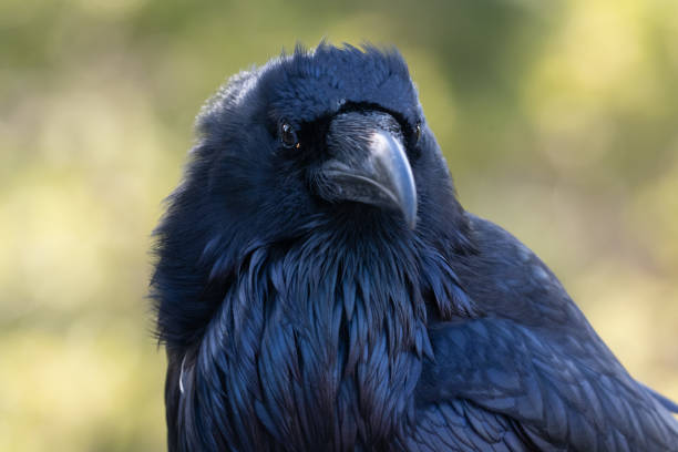 istock Raven extreme close-up Yellowstone 1132414643