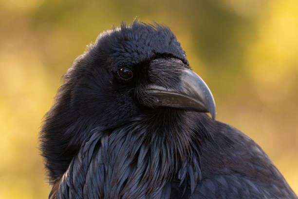 istock Raven extreme close-up Yellowstone 1132414920