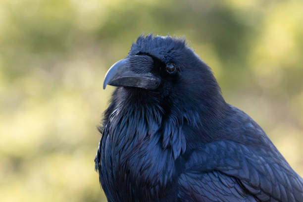 istock Raven extreme close-up Yellowstone 1132415632