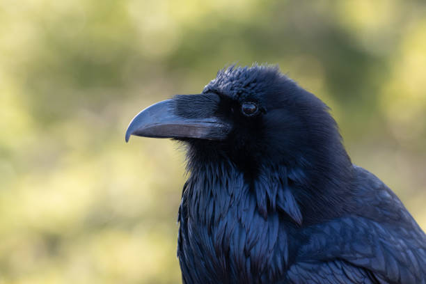 istock Raven extreme close-up Yellowstone 1132415734