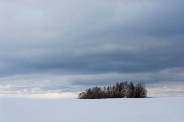 istock A small group of dark trees in an open winter field. 1132416028
