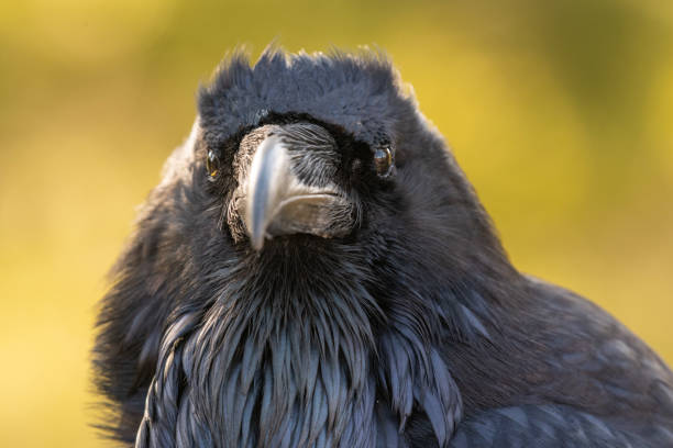 istock Raven extreme close-up Yellowstone 1132416031