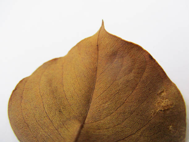 istock Autumn fall leaves on white isolated background 1132416872