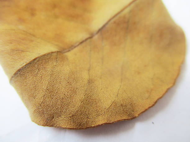 istock Autumn fall leaves on white isolated background 1132416903