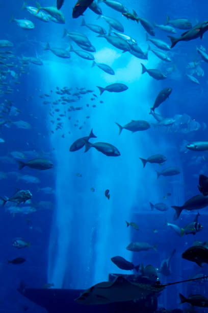 istock Fish in the aquarium 1132417001