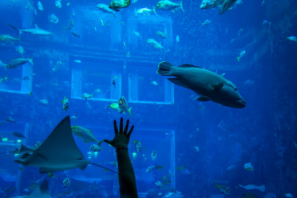 istock Fish in the aquarium 1132417129