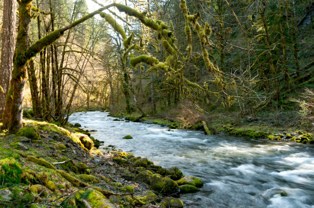 This is Tanner Creek in the Columbia Gorge, Oregon.  This picture was taken before the Eagle Creek Fire burned through the area.