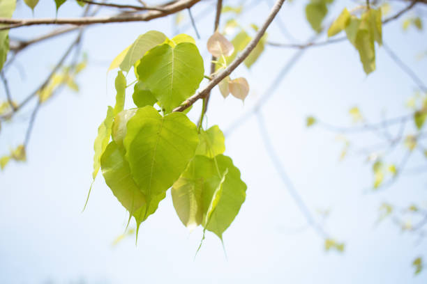 bodhi leaf branch on  tree symbol of buddhism