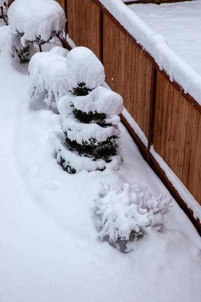 istock Trees Covered in Snow After a Record Breaking Snowstorm in Washington 6 1132419527