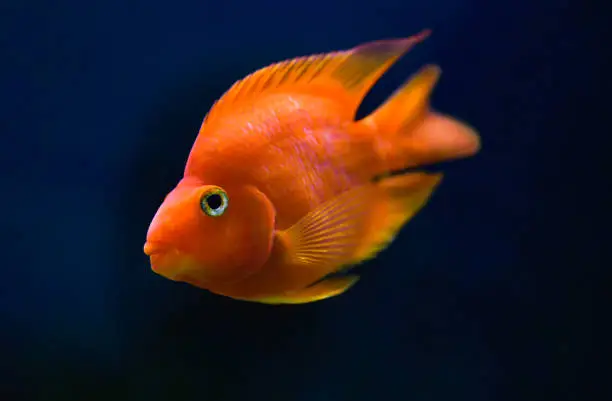 Photo of Red Parrot Cichlid swims in dark blue aquarium