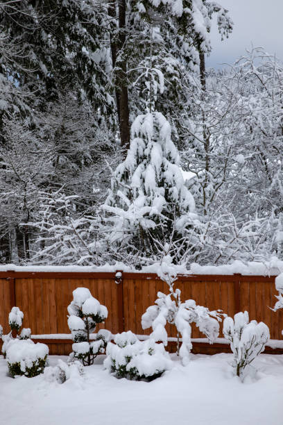 istock Trees Covered in Snow After a Record Breaking Snowstorm in Washington 5 1132420374