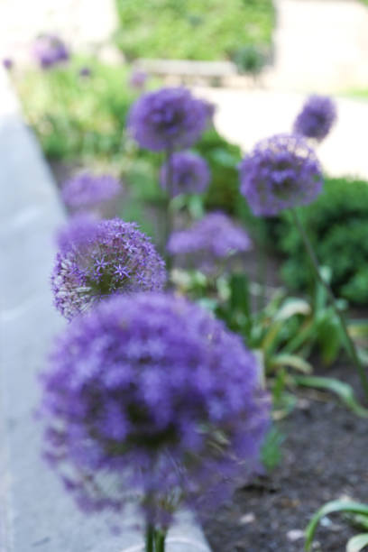 istock Allium Purple Flowers 1132420604