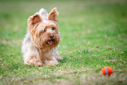 Yorkshire Terrier Running on a Grass Field Playing Fetch