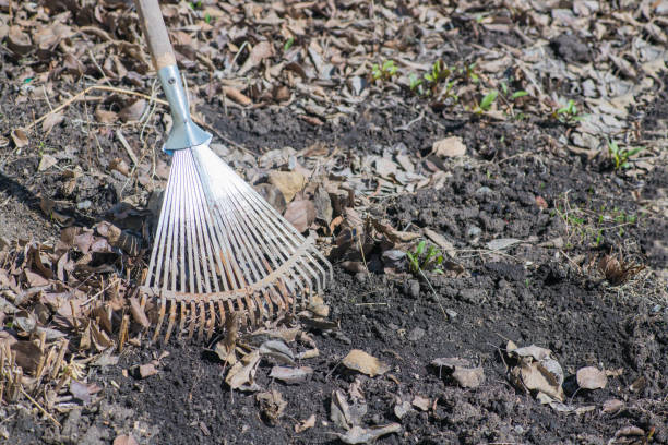 istock Cleaning dried leaves with fan rakes 1132420622