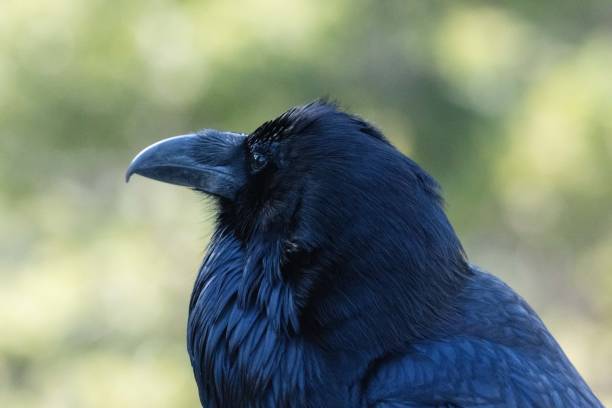 istock Raven extreme close-up Yellowstone 1132421361
