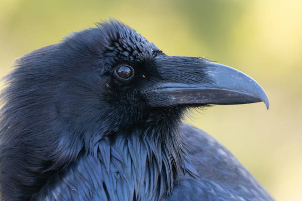 istock Raven extreme close-up Yellowstone 1132421724