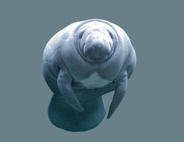 고립 된 배경에 있는 동물의 수염 - manatee 뉴스 사진 이미지