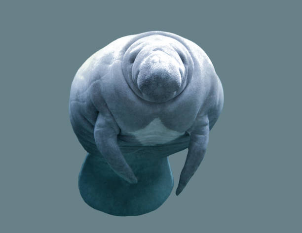 Animal Manatee On An Isolated Background Stock Photo - Download Image Now -  Manatee, Remote Location, Seal - Animal - iStock