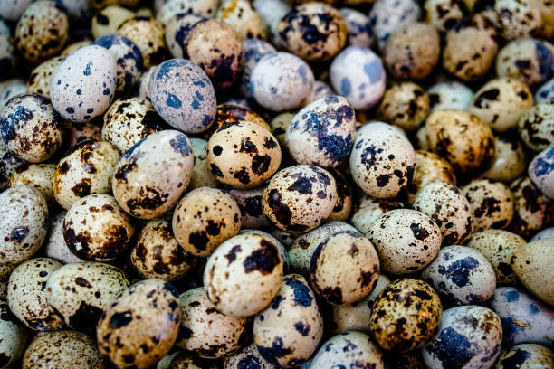 istock close up textured background of quail eggs. High protein for Diet 1132422854