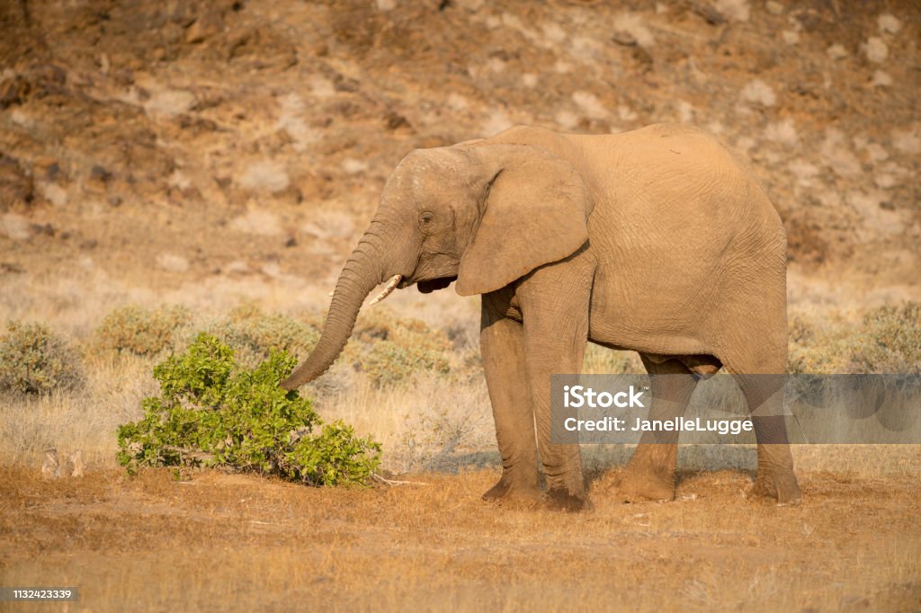 wildlife, Namibia Elephants, Torra conservancy, Kunene Region, Namibia Africa Stock Photo