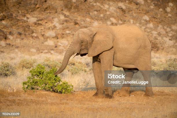 Wildlife Namibia Stock Photo - Download Image Now - Africa, African Elephant, Animal