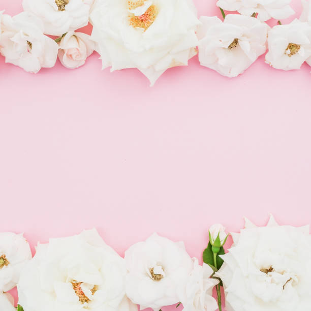 istock Frame of white roses on pastel pink background. Flat lay, top view. 1132424543